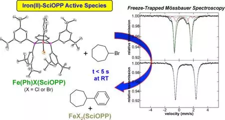 ironii active species in iron bisphosphine catalyzed kumada and suzuki miyaura cross couplings of phenyl nucleophiles and secondary alkyl halides