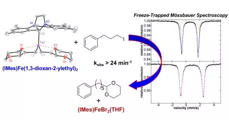 nhc and nucleophile chelation effects on reactive ironii species in alkyl alkyl cross coupling