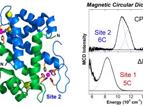 magnetic circular dichroism studies of ironii binding to human calprotectin