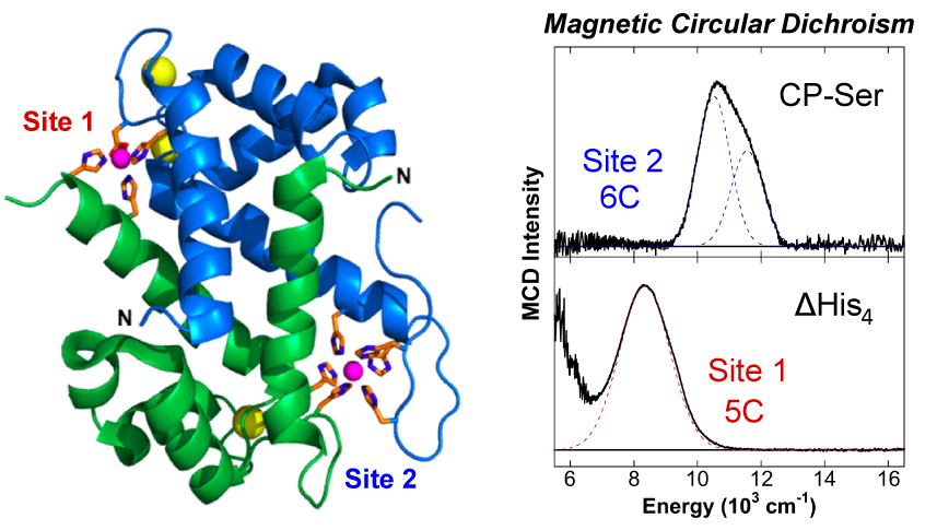 magnetic circular dichroism studies of ironii binding to human calprotectin